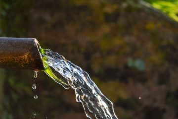 Comment les plantes produisent-elles de l'oxygène ?