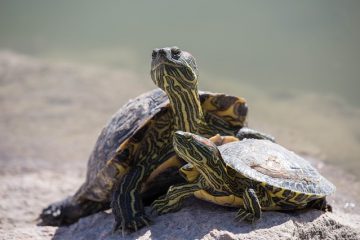 Comment nettoyer une carapace de tortue serpentine