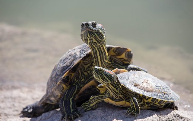 Comment nettoyer une carapace de tortue serpentine