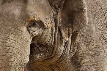 Comment ouvrir votre trompe d'Eustache naturellement