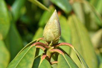 Comment Planter Soins pour Rhododendron