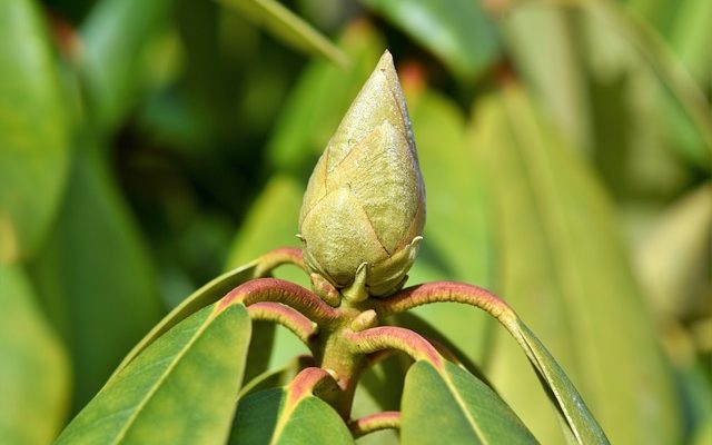 Comment Planter Soins pour Rhododendron