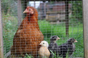 Comment prendre soin des poulets Bantam Chickens