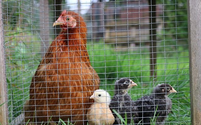 Comment prendre soin des poulets Bantam Chickens