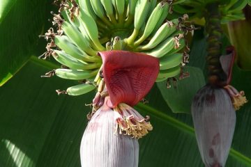 Comment prendre soin d'une bananier musa banane