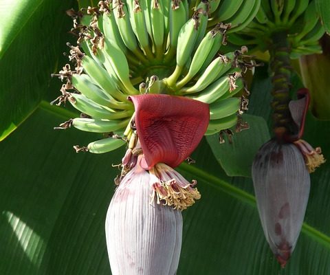 Comment prendre soin d'une bananier musa banane