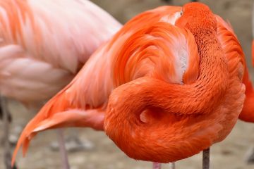 Comment préparer les plumes de dinde avant de peindre dessus.