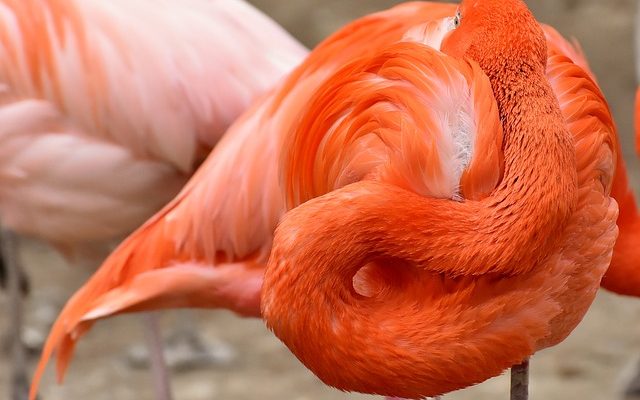 Comment préparer les plumes de dinde avant de peindre dessus.