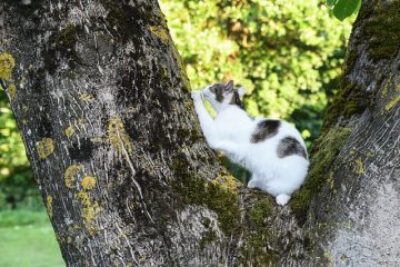 Comment protéger les meubles de l'égratignure du chat