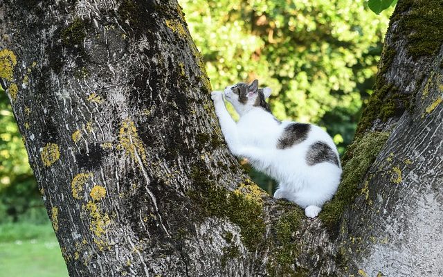 Comment protéger les meubles de l'égratignure du chat