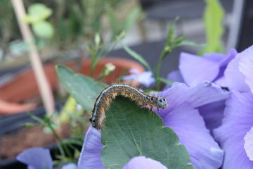 Comment se débarrasser de la mouche des racines