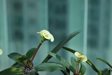 Comment se débarrasser de la rouille sur les arbres fruitiers poiriers