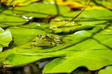 Comment se débarrasser des grenouilles dans un étang