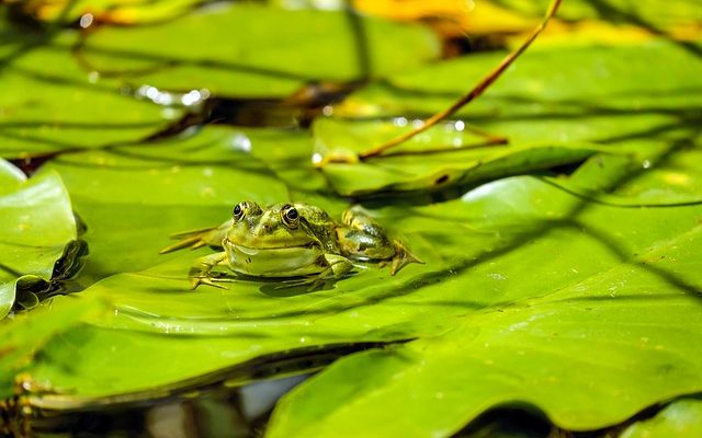 Comment se débarrasser des grenouilles dans un étang