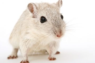 Comment se débarrasser d'un hamster mort