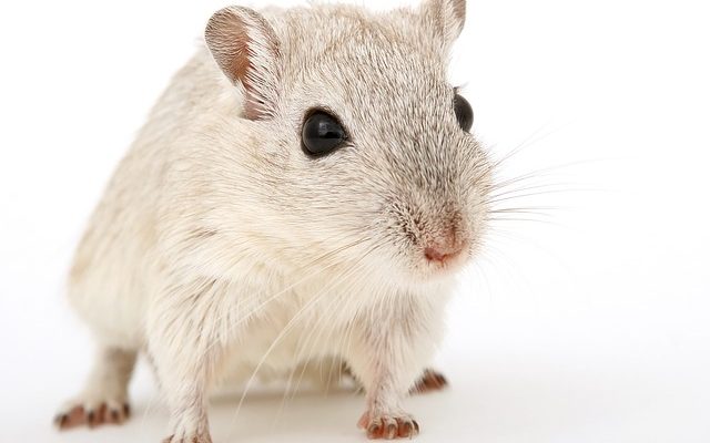 Comment se débarrasser d'un hamster mort