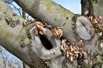 Comment tailler les petits palmiers