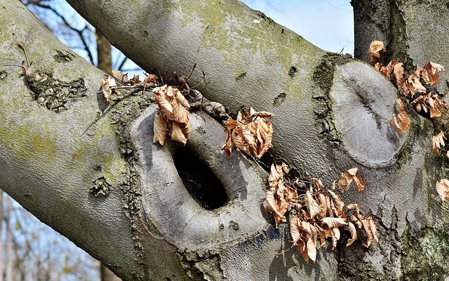 Comment tailler les petits palmiers