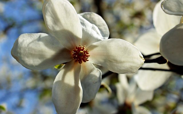 Comment tailler un prunier Stanley Plum Tree