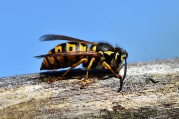 Comment tuer les nids de guêpes dans une fondation en béton