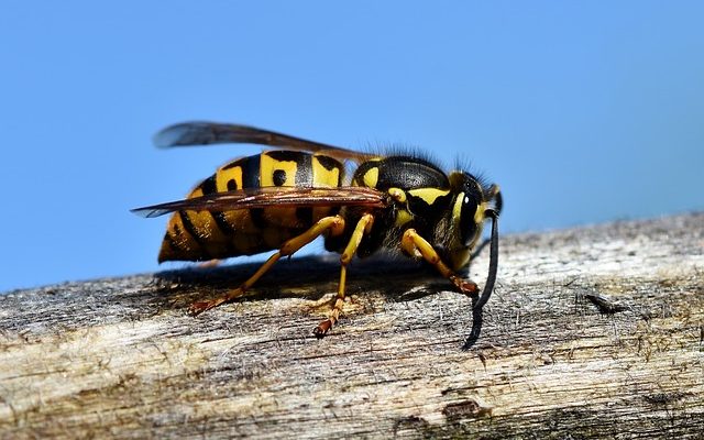 Comment tuer les nids de guêpes dans une fondation en béton