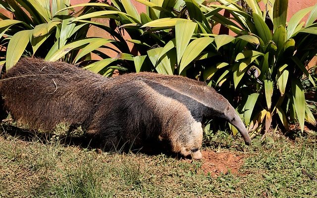 Comment utiliser le vinaigre pour les termites