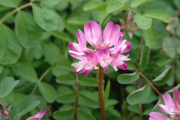 De quelle quantité d'engrais ai-je besoin par acre d'herbe ?