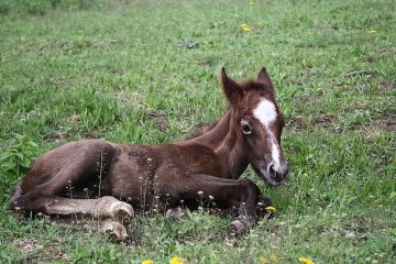 Effets de l'expérimentation animale