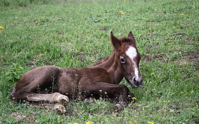 Effets de l'expérimentation animale