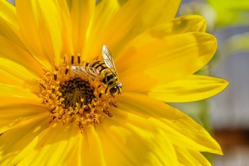 Faits sur le pollen de tournesol