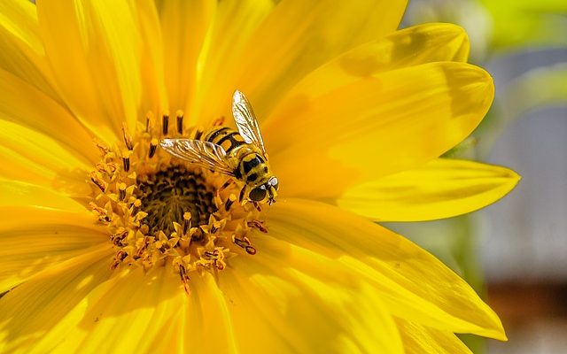 Faits sur le pollen de tournesol