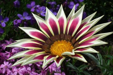 Gazania soins des plantes