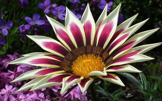 Gazania soins des plantes