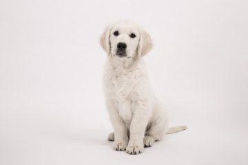 La différence entre un chiot mâle et femelle