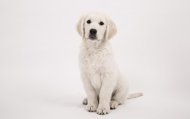 La différence entre un chiot mâle et femelle