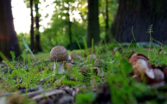 L'épicéa est-il sans danger pour les lapins ?