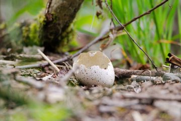 Les champignons sauvages qui poussent sur les souches