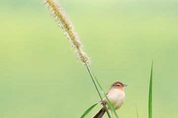 Les tissus pour recouvrir un canapé