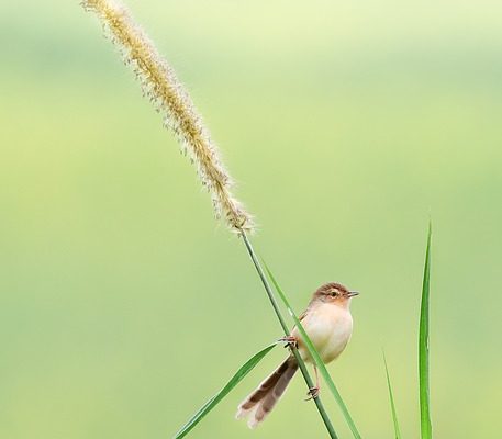 Les tissus pour recouvrir un canapé