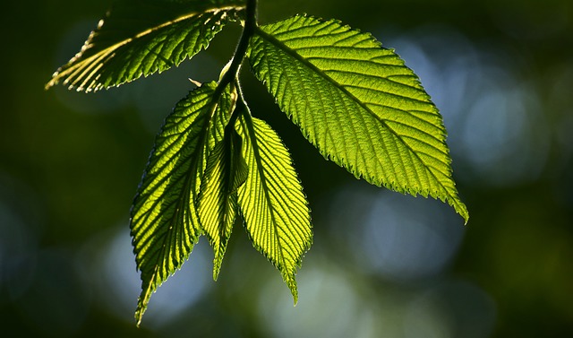 Liste des plantes à feuilles violettes et vertes