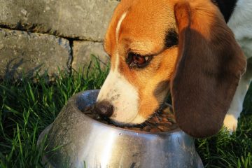 Nourriture pour aider un chien atteint d'une infection à levure