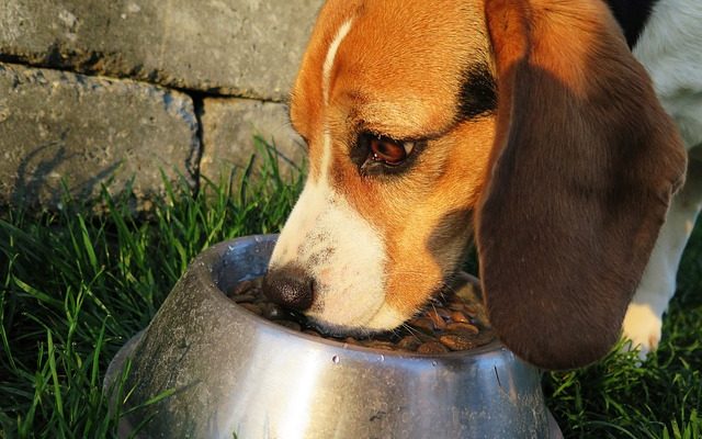Nourriture pour aider un chien atteint d'une infection à levure