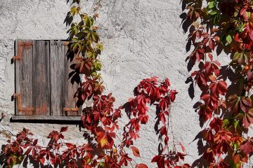 Plantes grimpantes qui aiment l'ombre