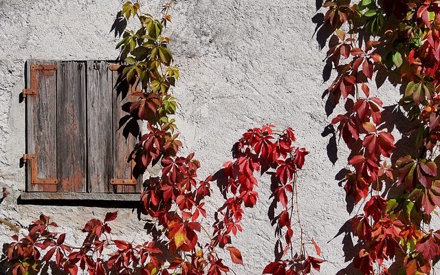 Plantes grimpantes qui aiment l'ombre