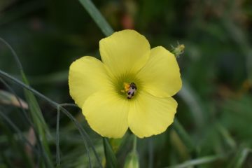 Plantes qui repoussent les cafards et autres insectes