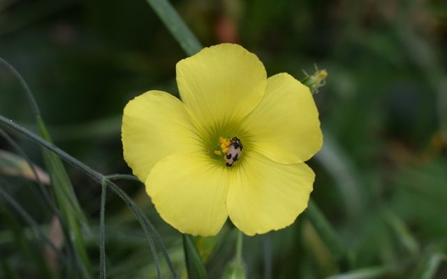 Plantes qui repoussent les cafards et autres insectes