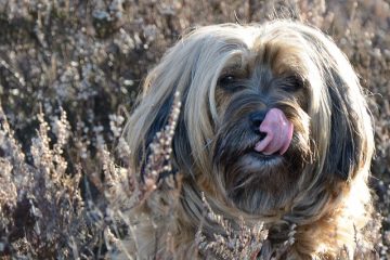 Pourquoi mon chien lèche-t-il ses griffes de rosée ?