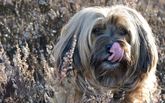 Pourquoi mon chien lèche-t-il ses griffes de rosée ?