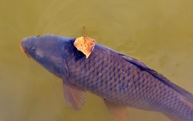 Quand devrais-je arrêter mon filtre d'étang pour l'hiver ?