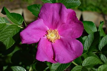 Quand tailler la Rosa Rugosa ?